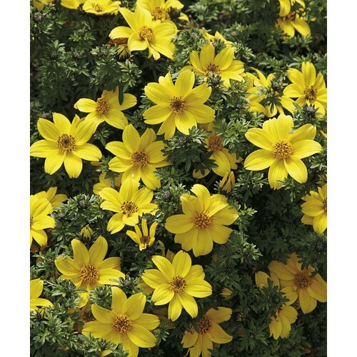 1-Pint Yellow Bidens (L9135) in the Annuals department at Lowes.com