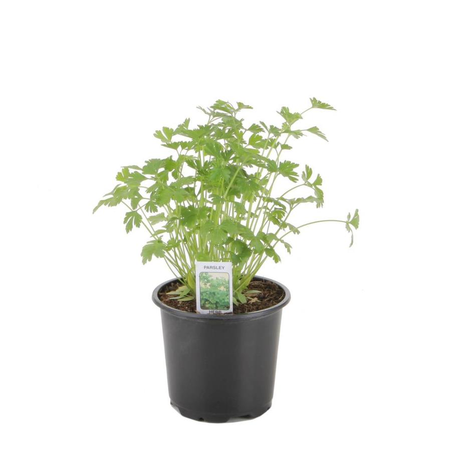 Pot Herb Plants at Lowes.com