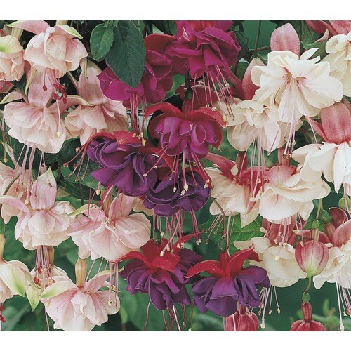 2Gallon Multicolor Fuchsia in Hanging Basket (L6592) at