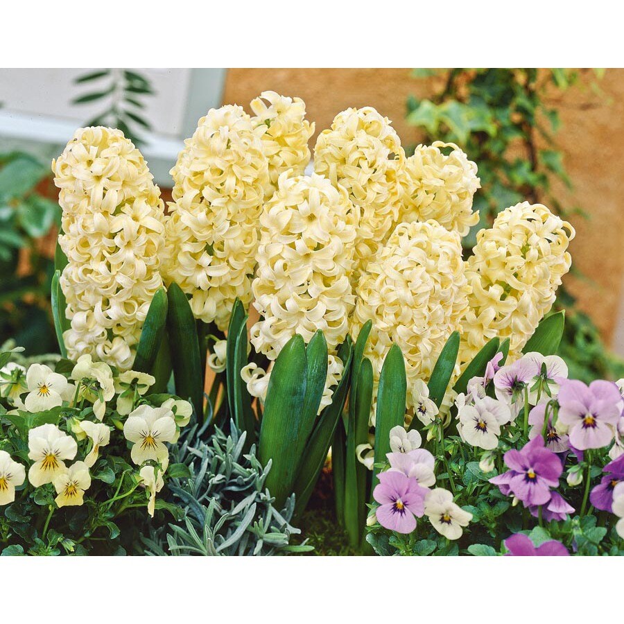  NURSERY Yellow City Of Harlem Hyacinth Bulbs (LB461)