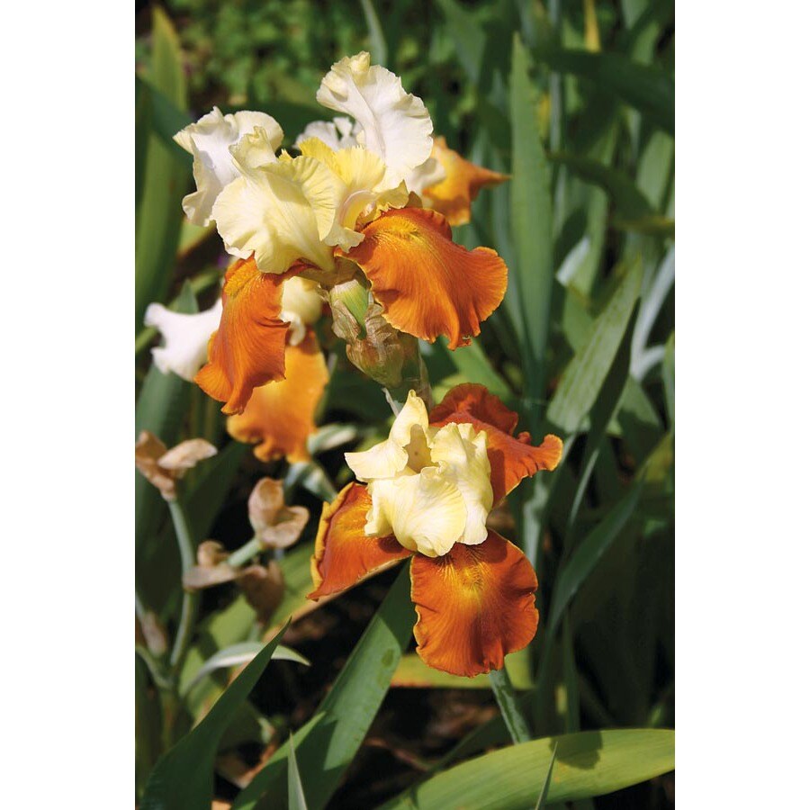 NURSERY Bicolor Fall Fiesta Bearded Iris