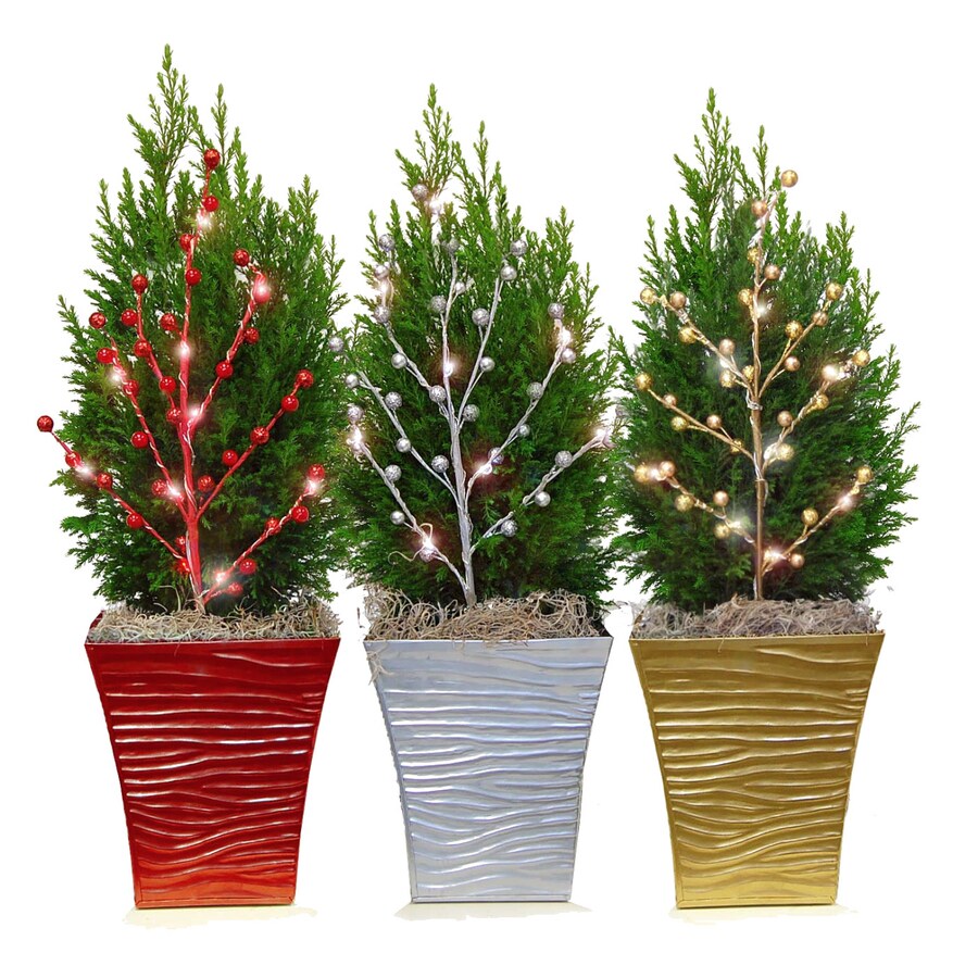 1.21-Pint Euro Tree at Lowes.com