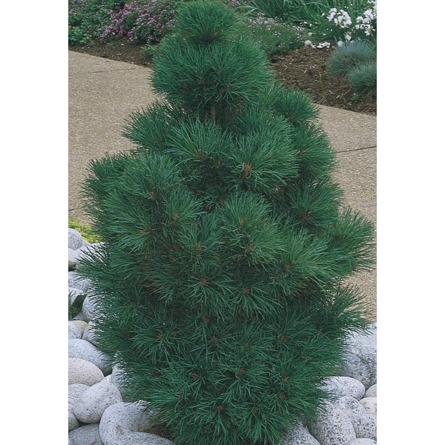 6.08 oz Dwarf Swiss Stone Pine (L22027) at Lowes.com