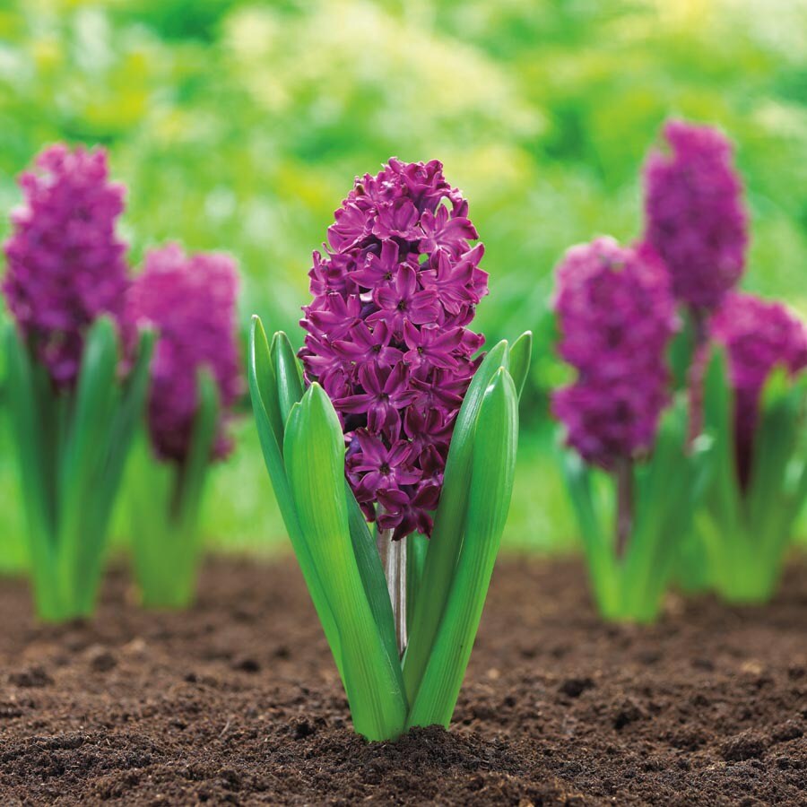 Woodstock Hyacinth Bulbs at