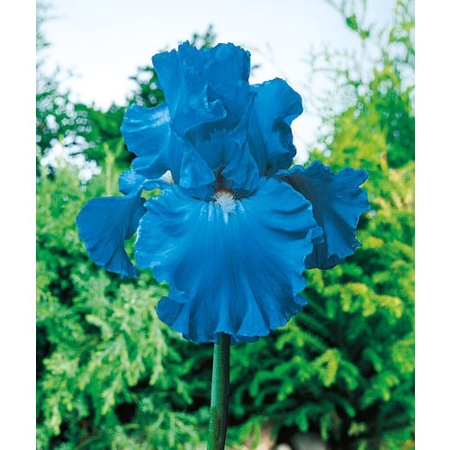 Full Tide Bearded Iris (LB335) at Lowes.com