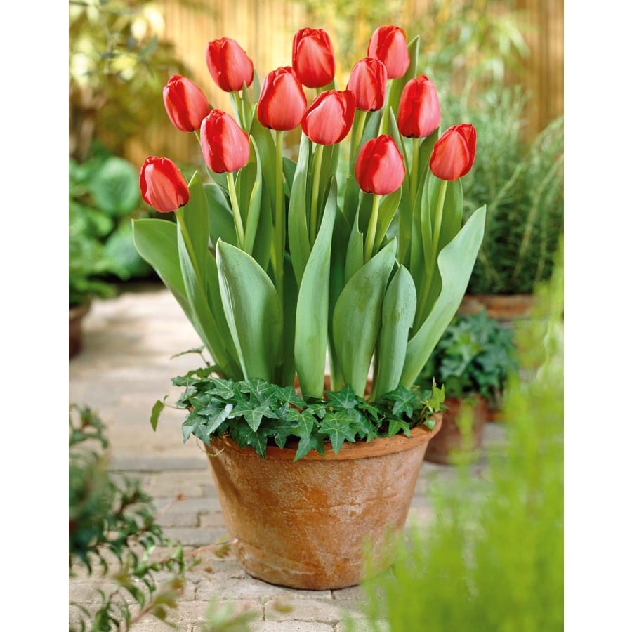 NURSERY Red Impression Tulip Bulbs