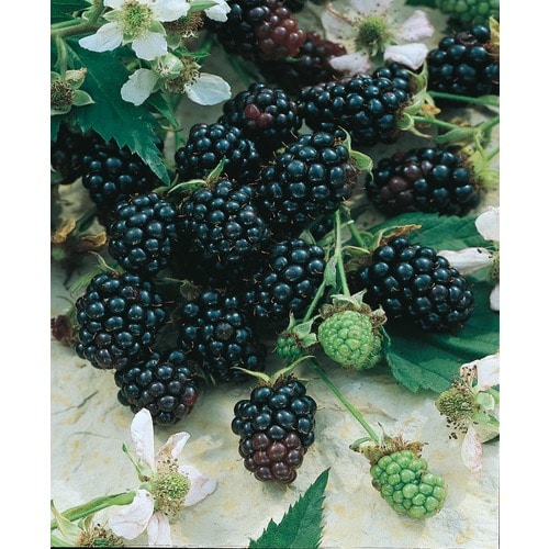 Apache Thornless Blackberry (L14292) in the Fruit Plants department at