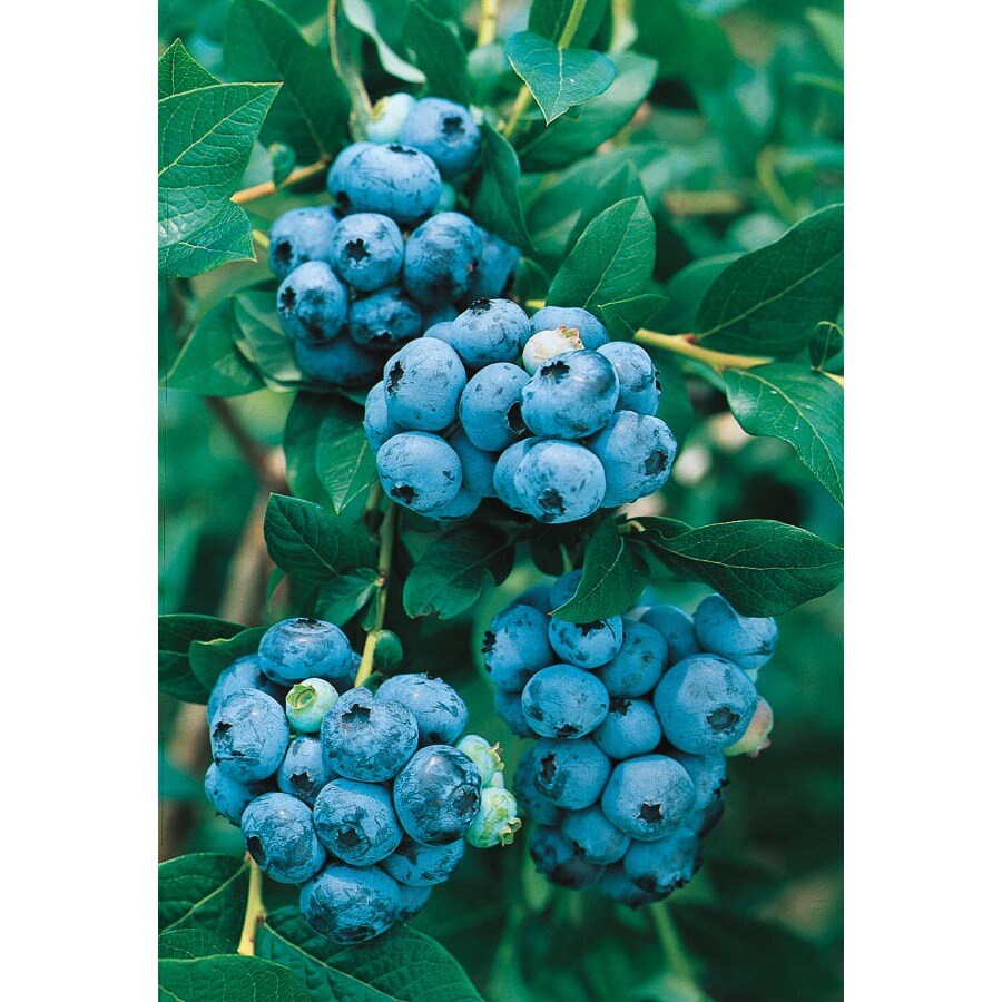  NURSERY Blueberry (L6021)