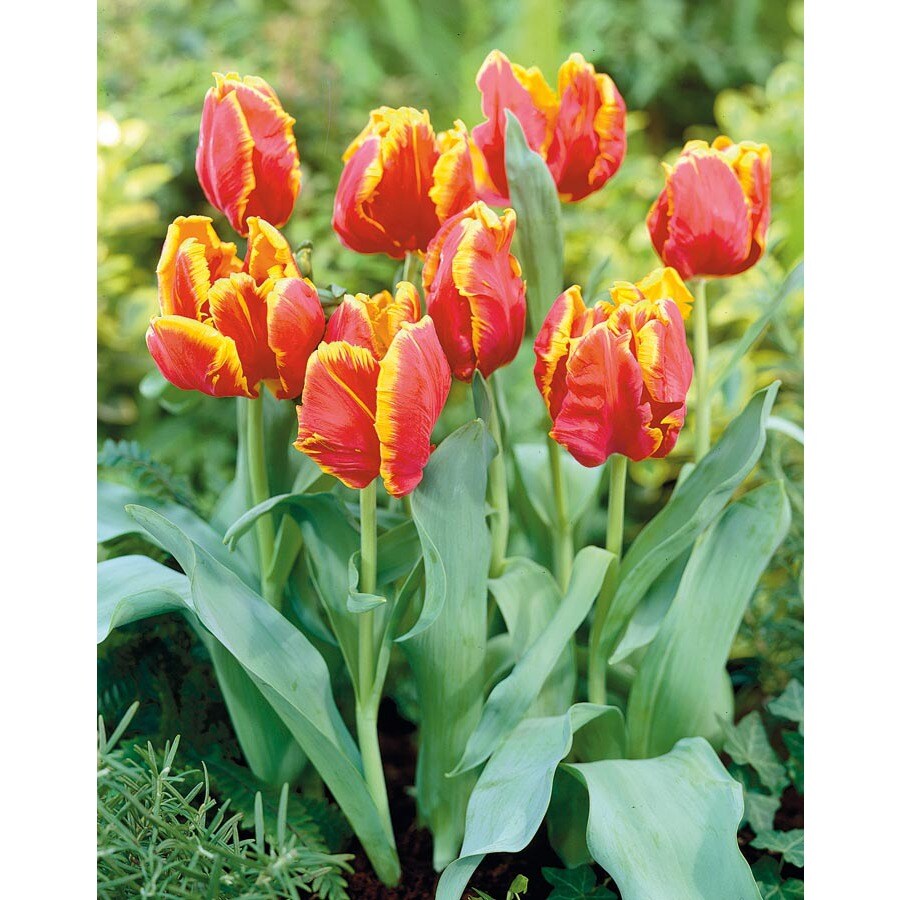 Bright Parrot Tulip Bulb At Lowes