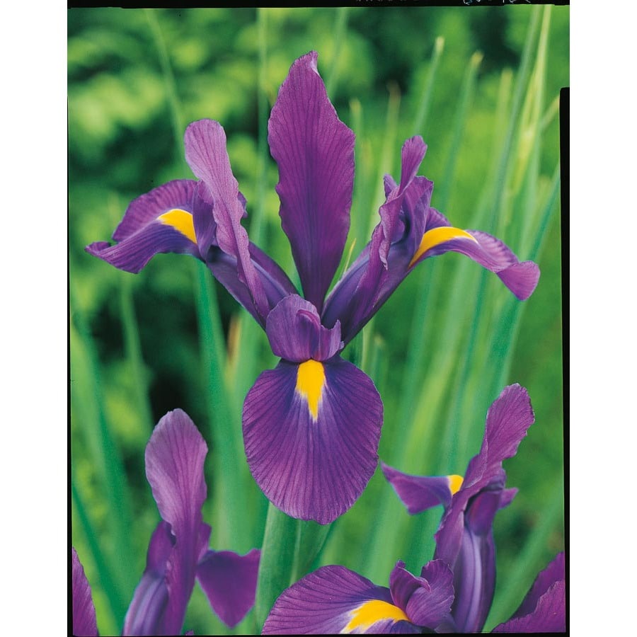 All About Dutch Iris