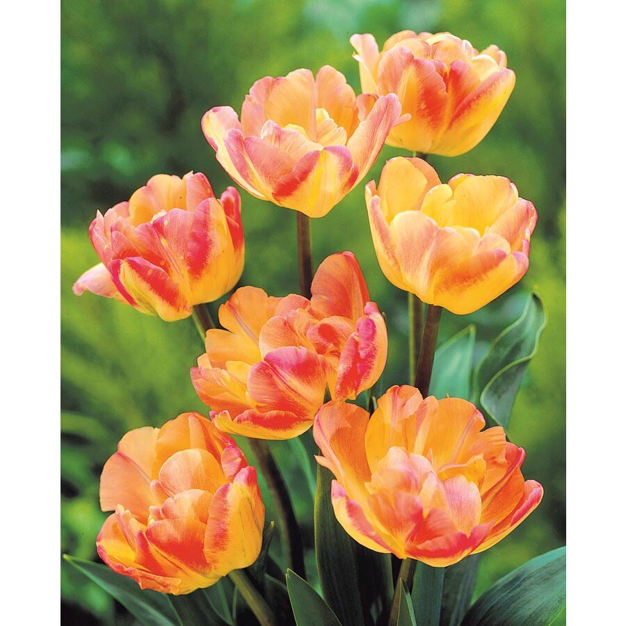 Tulip 100ct Multicolor Assorted Rubber Bands