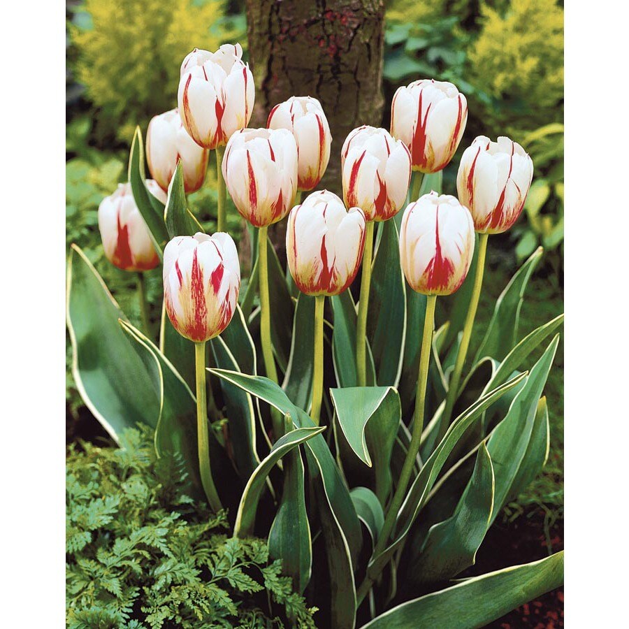  NURSERY Happy Generation Tulip Bulbs