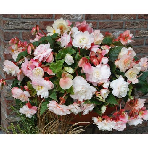 5 Count Begonia Bulbs at