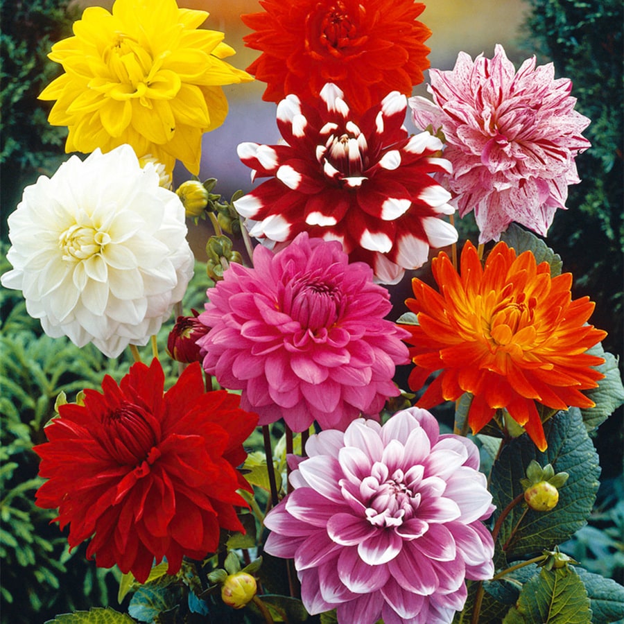 Dahlia Plant Bulbs at