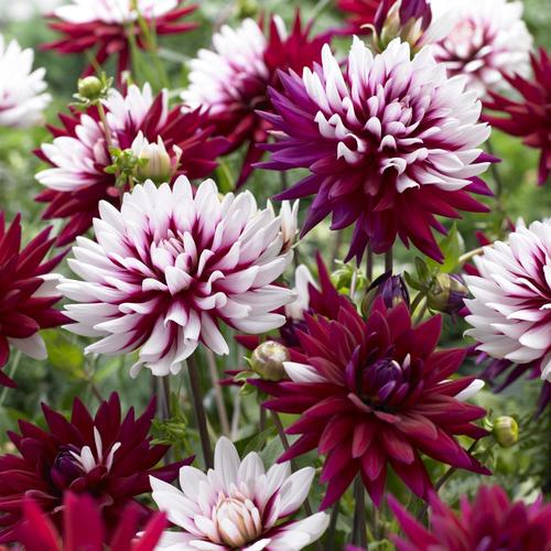 5 Count Dahlia Bulbs in the Plant Bulbs department at