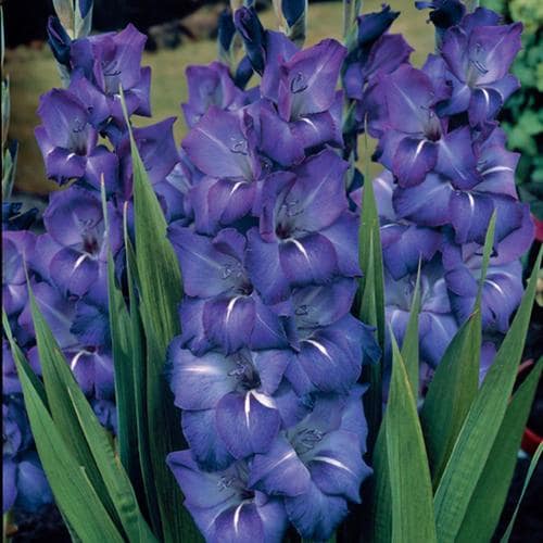 12 Count Gladiolus Bulbs in the Plant Bulbs department at Lowes.com