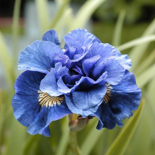 5 Count Iris Bulbs in the Plant Bulbs department at