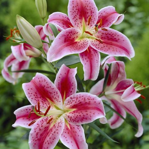 7 Count Lily Bulbs in the Plant Bulbs department at Lowes.com