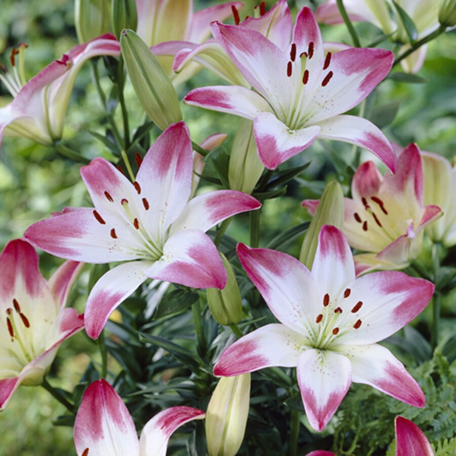 7 Count Lily Bulbs in the Plant Bulbs department at Lowes.com