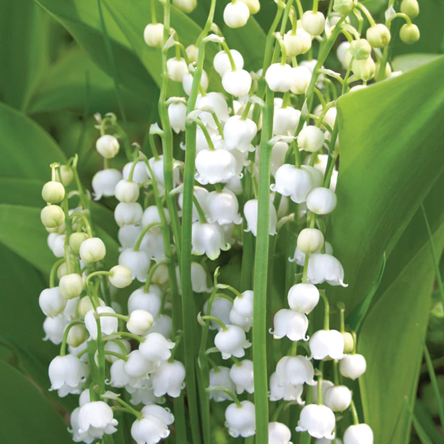 10 Count Lily of the Valley Bulbs in the Plant Bulbs department at ...