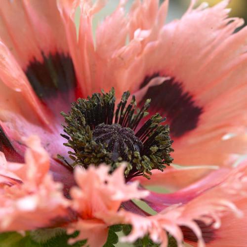 5 Count Poppies Bulbs in the Plant Bulbs department at