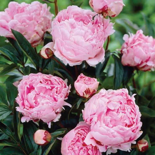 5 Count Peony Bulbs in the Plant Bulbs department at Lowes.com