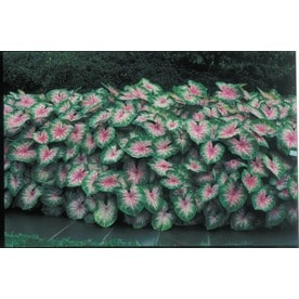 8 Count Kathleen Caladium Bulbs (LB22081)