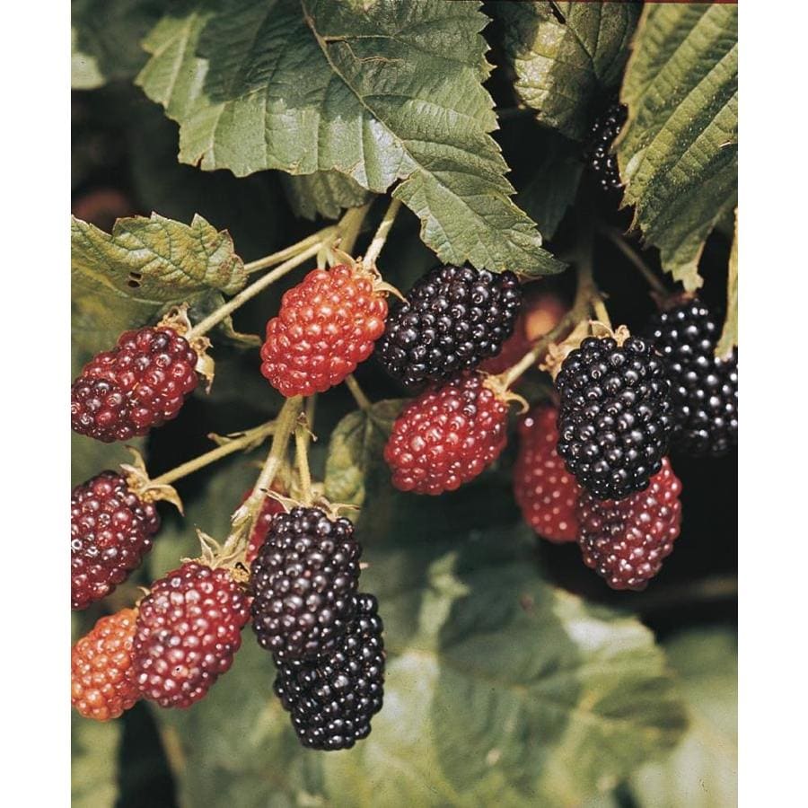  NURSERY Ebony King Blackberry Bulbs
