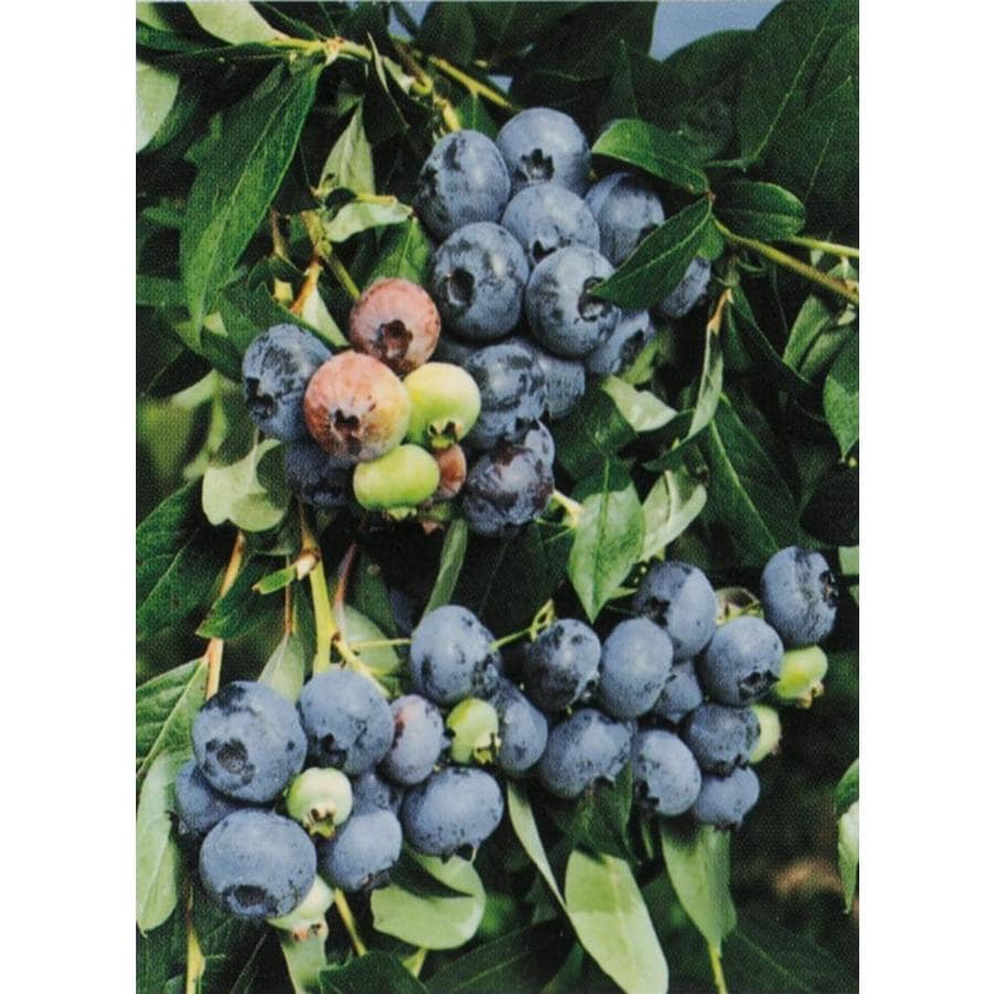 Unbranded 1 Ct Blueberry Jersey In The Fruit Plants Department At Lowes Com