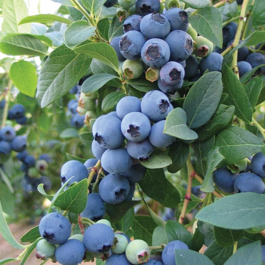 Shop Bluecrop Blueberry Bulb at Lowes.com