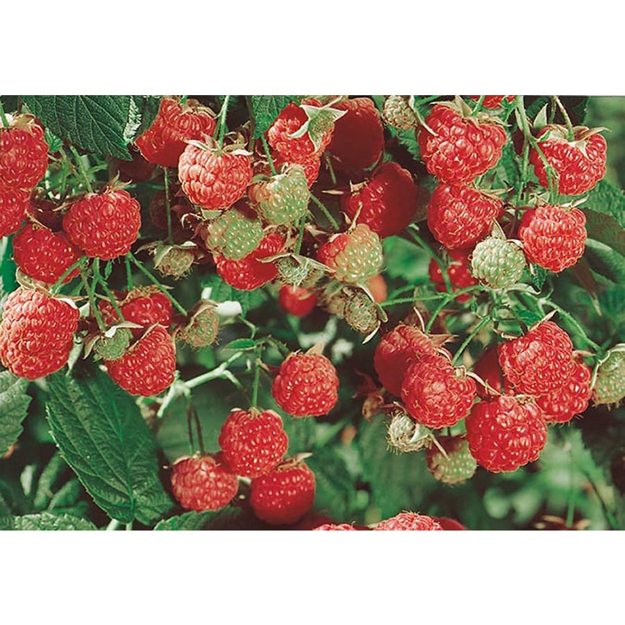 Lowe's NURSERY RASPBERRY LATHAM RED BULB