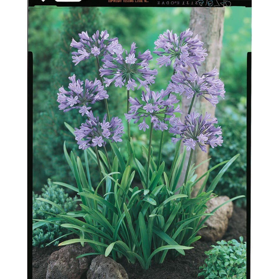 1 Count Blue Danube Agapanthus Bulbs (LW02829) at