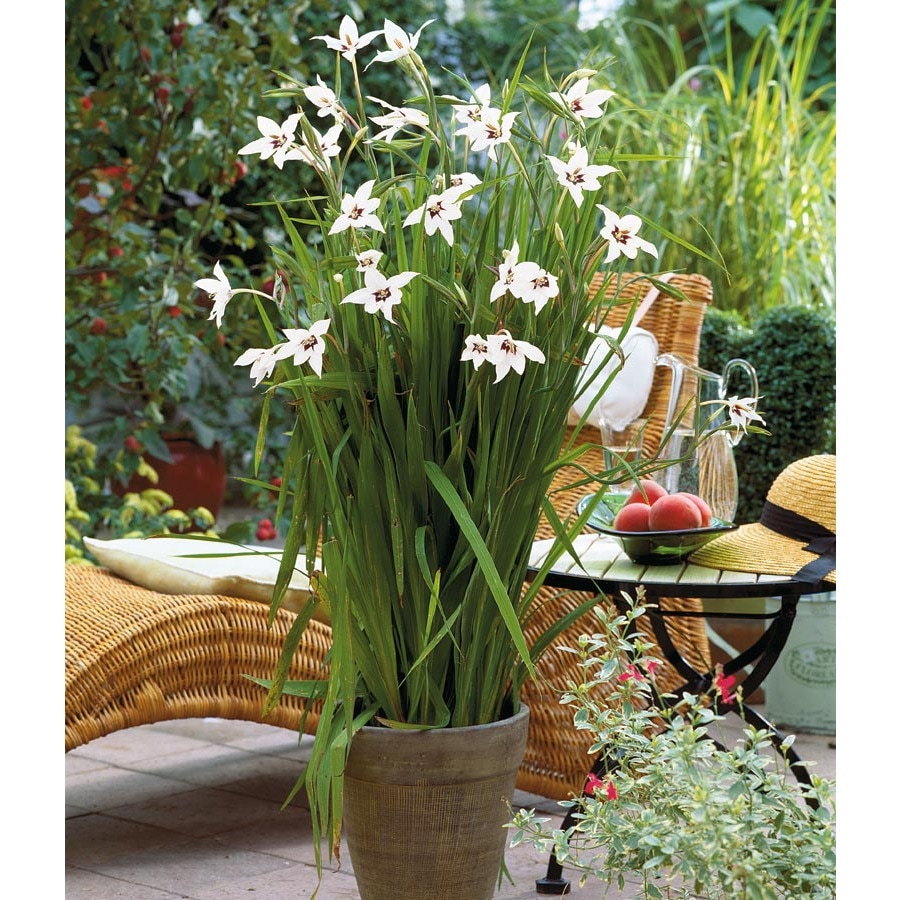 Star Gladiolus Bulbs at