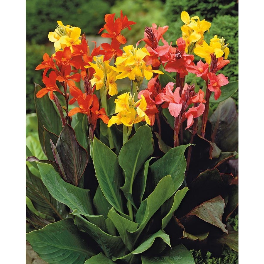 shop-4-count-mixed-dwarf-canna-lily-bulbs-lb3461a-at-lowes