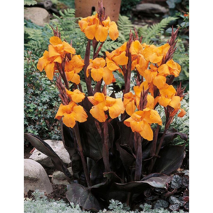  NURSERY Wyoming Canna Lily