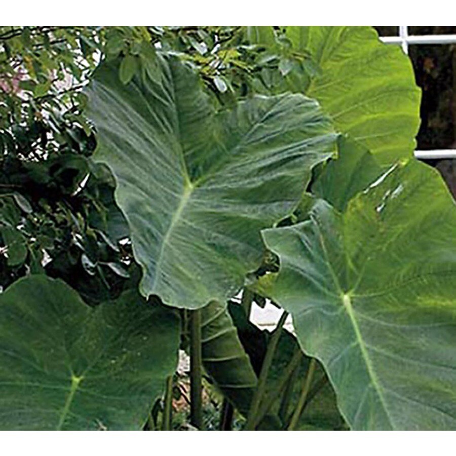 4 Count Elephant Ear Bulbs (L8541) at