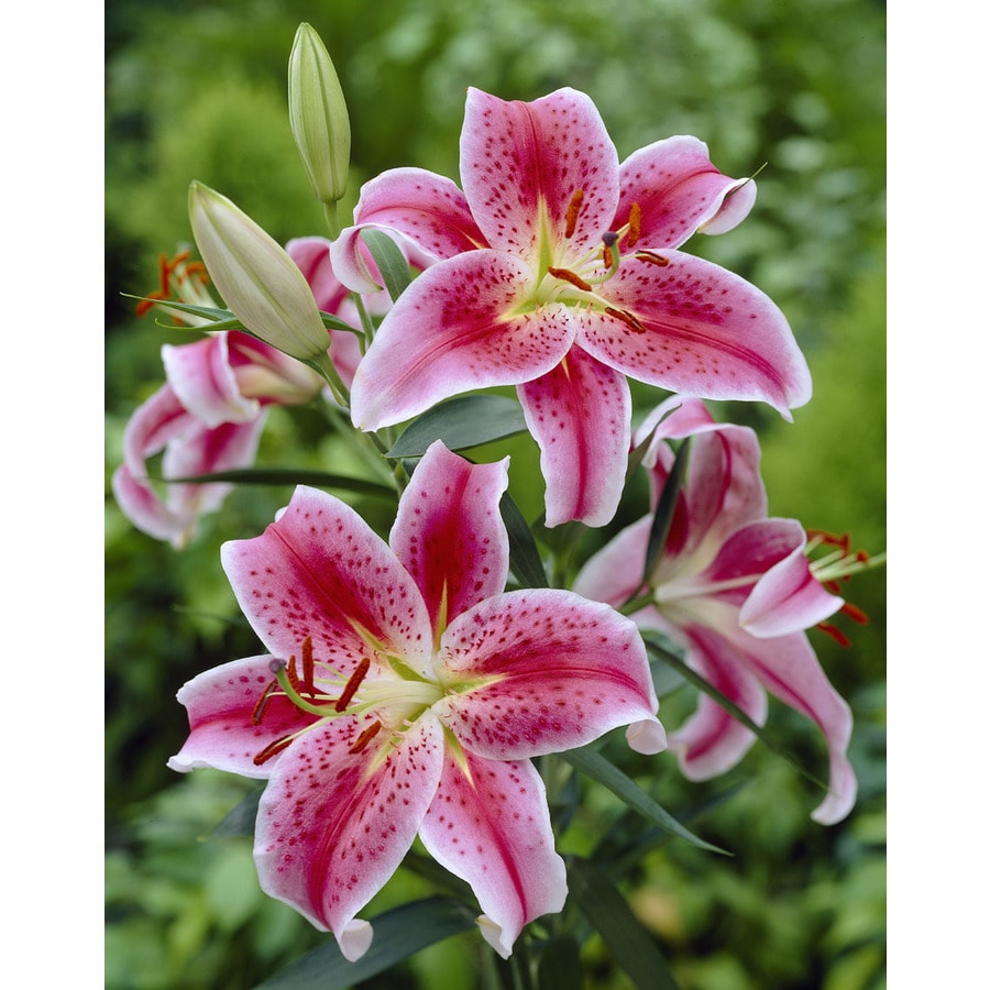 Oriental Lily at Lowes.com