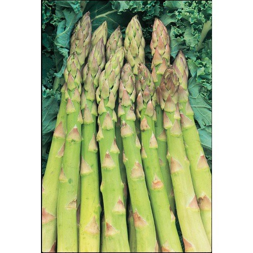 1Pack Jersey Giant Asparagus Bulbs (LB21608) in the Plant Bulbs