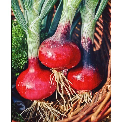 80 Count Red Onion Bulbs L20410 In The Plant Bulbs Department At Lowes Com