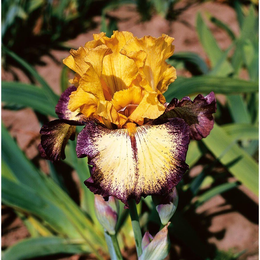  NURSERY Aggressively Forward Bearded Iris