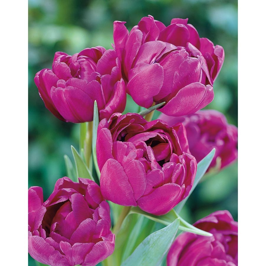 Blue Diamond Tulip Bulbs at
