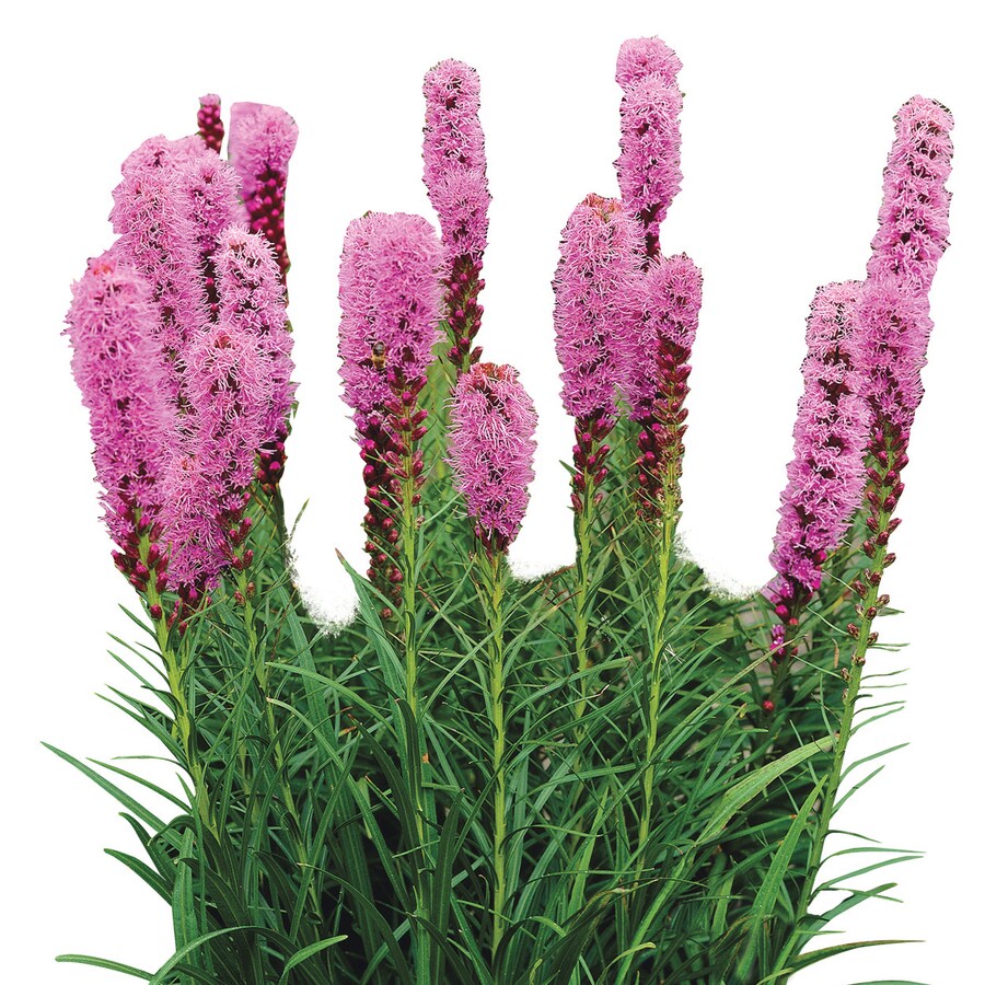 Liatris Bulbs at