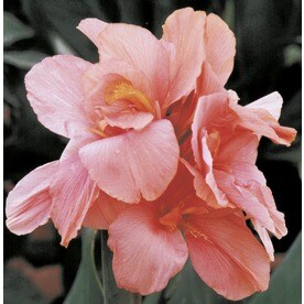 5 Count Tropical Sunrise Canna Lily Bulbs (LB22422)