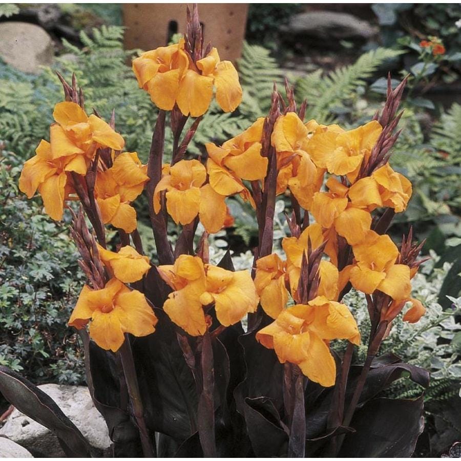 5-count-wyoming-canna-lily-bulbs-l5540-at-lowes