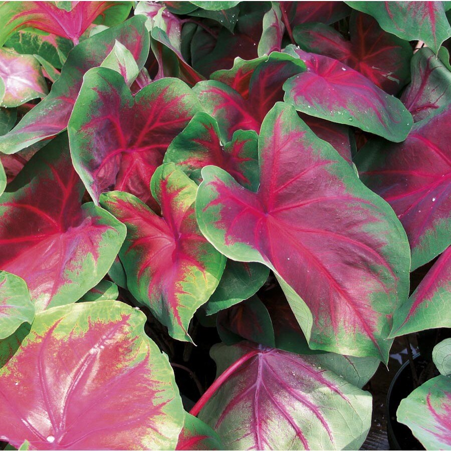 15 Count Buck Caladium Bulbs (LB21755) at