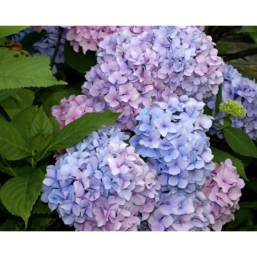 1-Pack Hydrangea Bulbs at Lowes.com