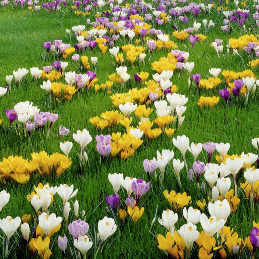 25 Count Crocus Large Flowering Blend Bulbs at