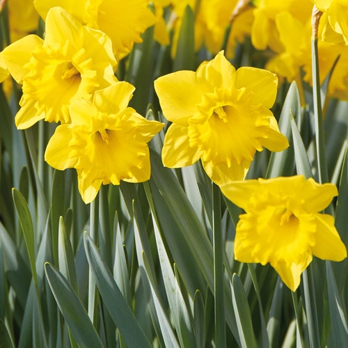 100 Count Daffodils Colossal Yellow Trumpet Bulbs in the Plant Bulbs department at