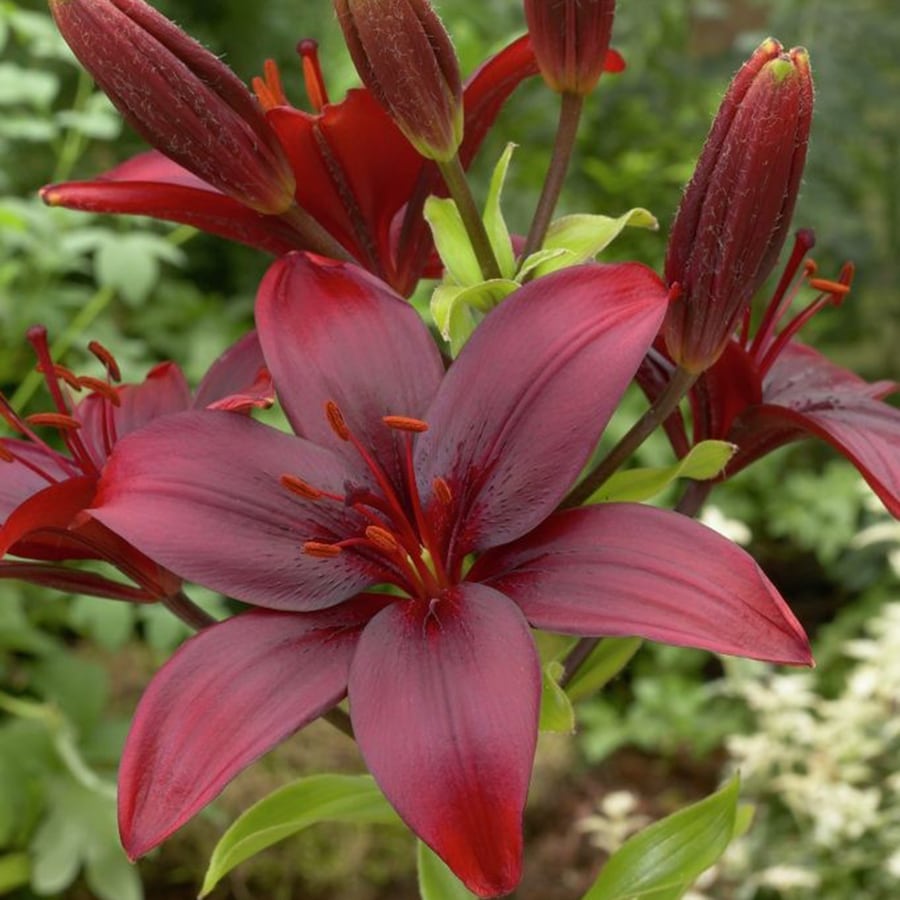 8 Count Lilies Black Jack Bulbs at Lowes.com