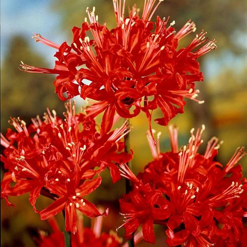 6 Count Lycoris Radiata Bulbs in the Plant Bulbs department at Lowes.com